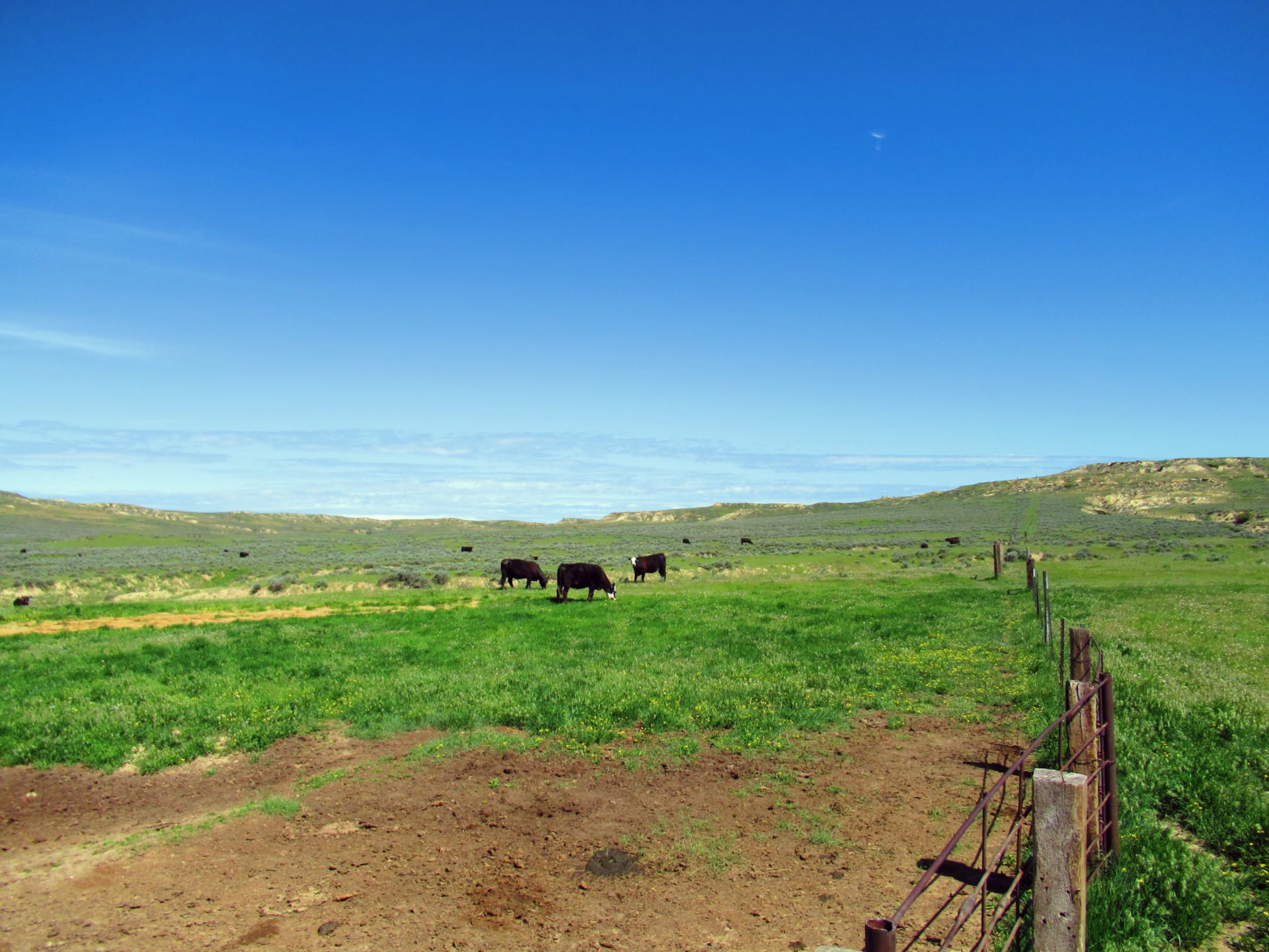 cows grazing montana little rosie ranch