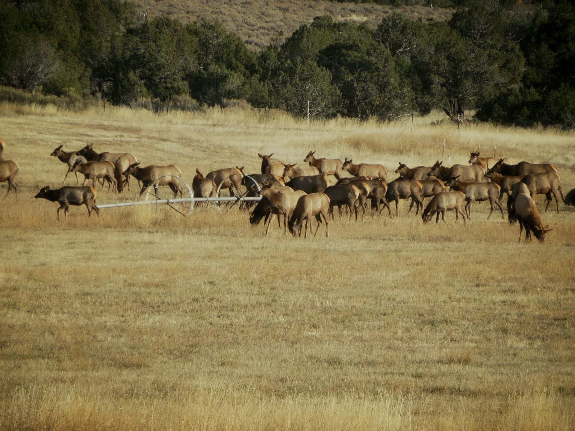 elk herd colorado 4k quarter circle ranch