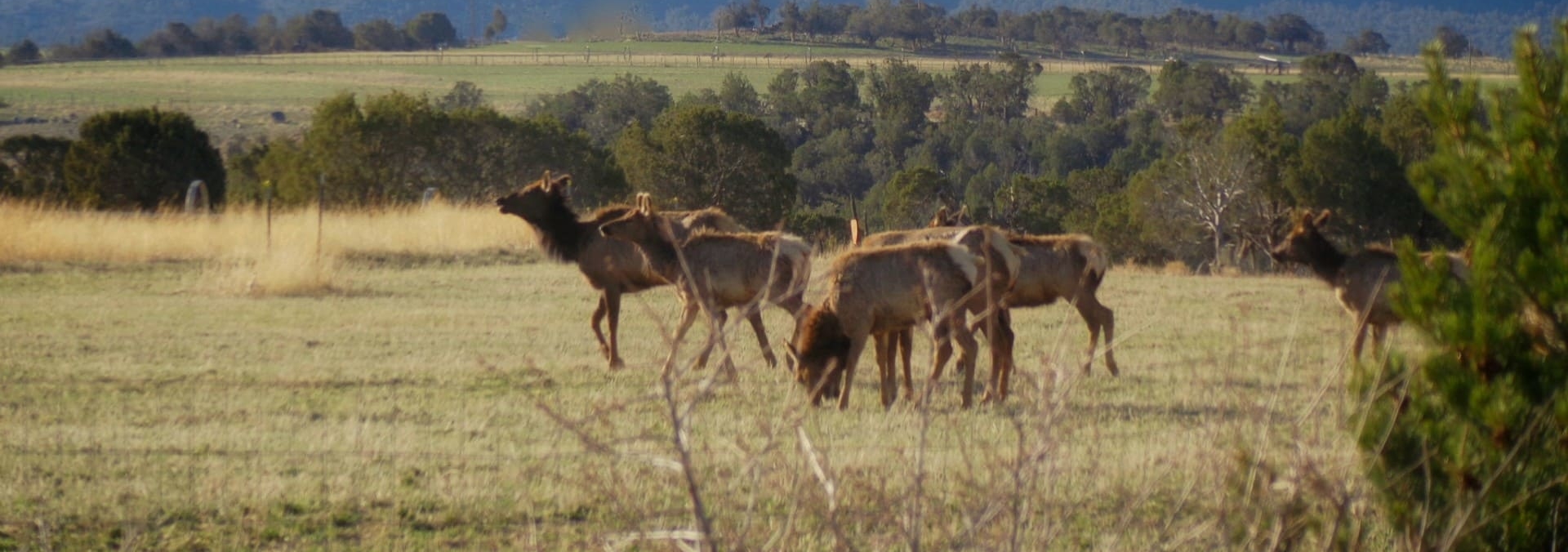 elk hunting colorado 4k quarter circle ranch