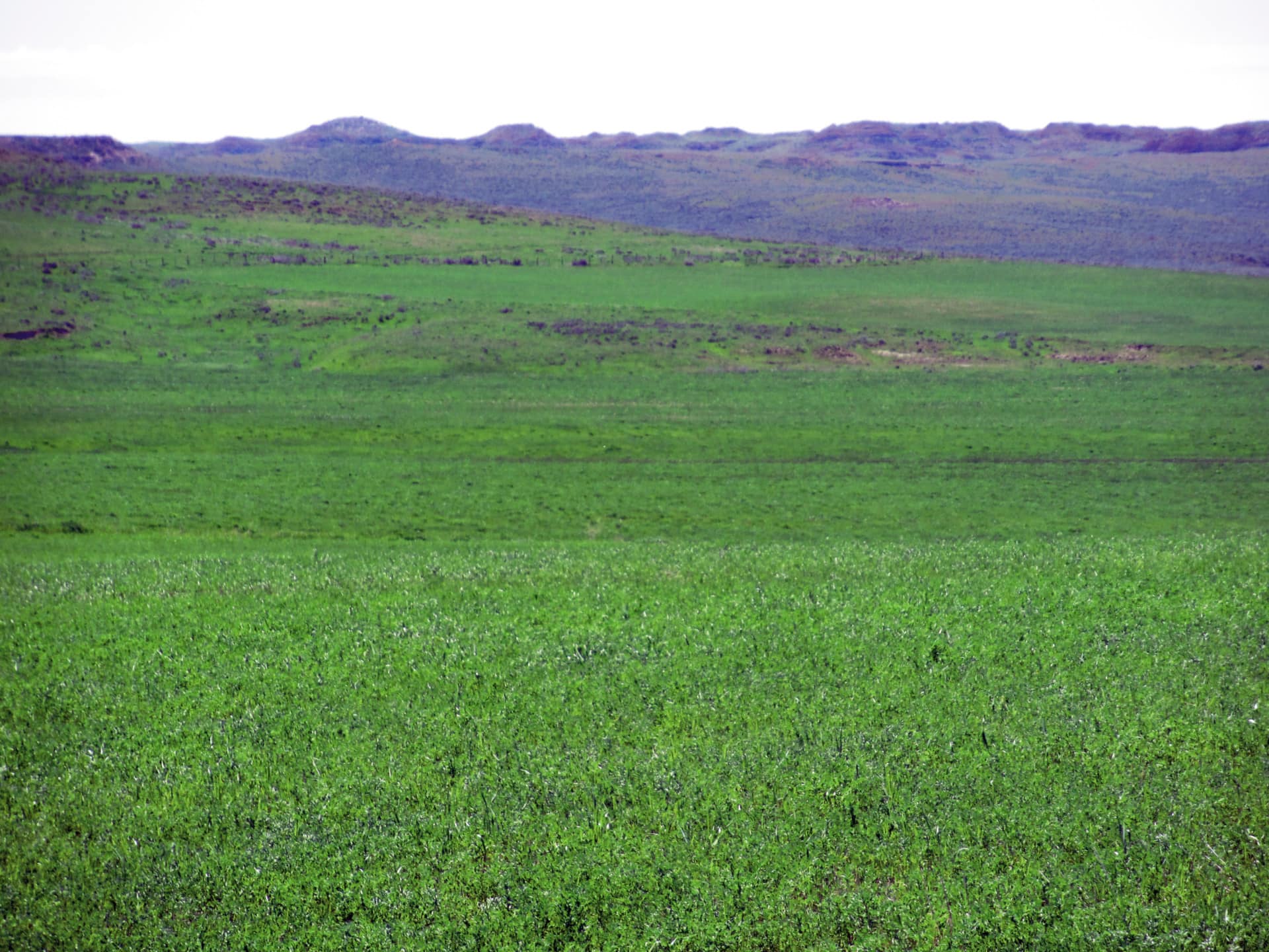 green fields montana little rosie ranch