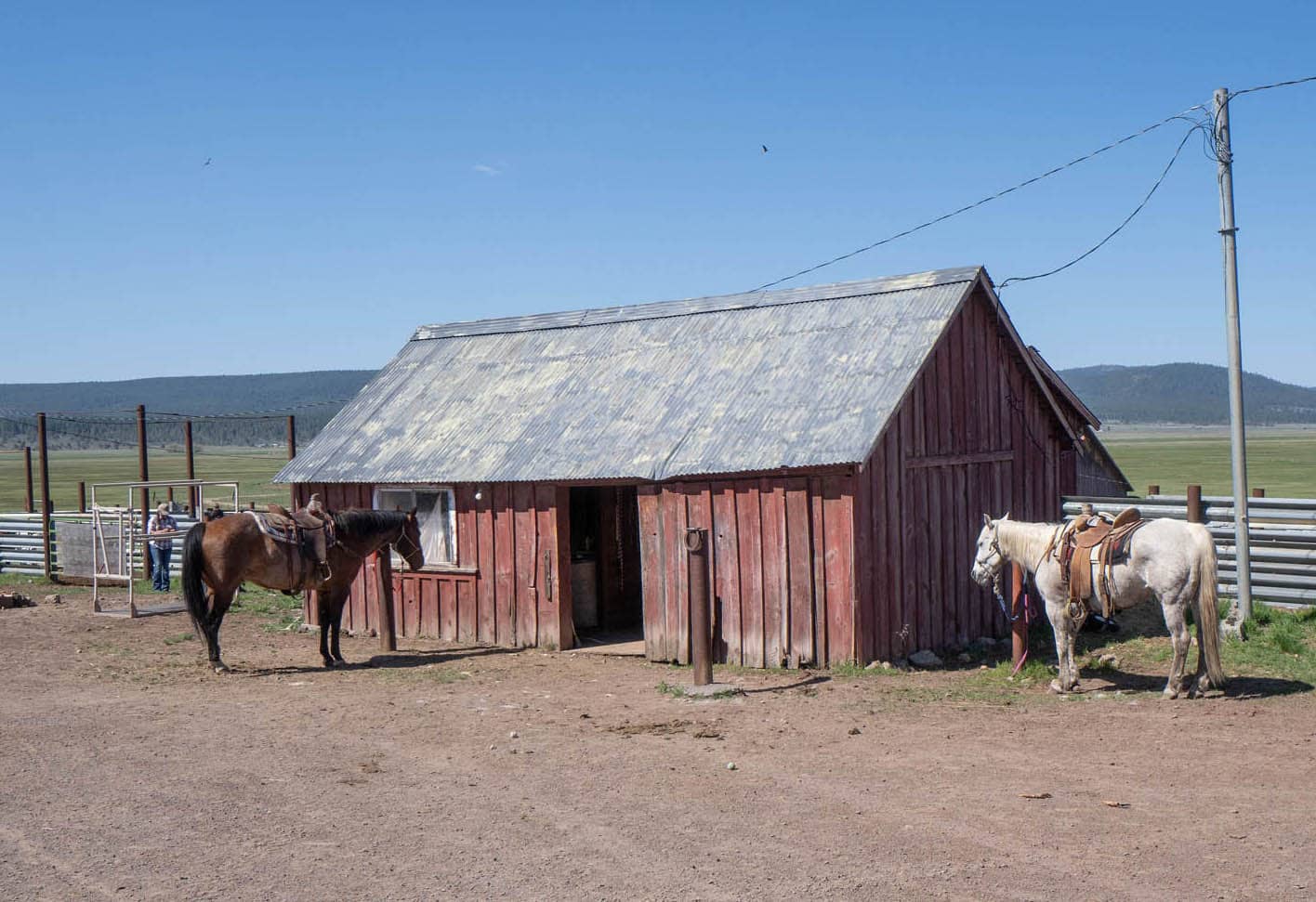 Red Shed Horses Oregon BK Ranch