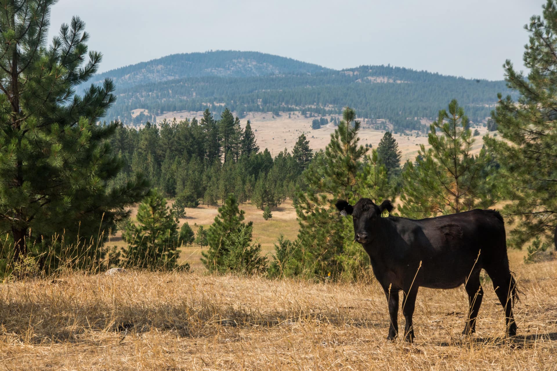 Cattle farm for sale washington lemansky lake tracts