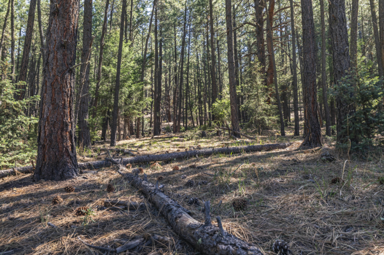 The Ranch at Angel Fire New Mexico Property Fay Ranches