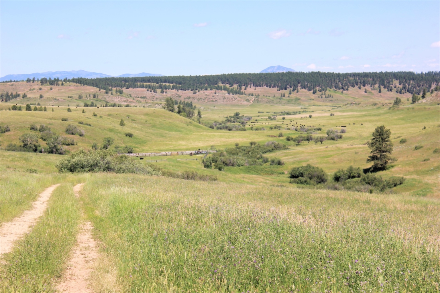 Blacktail Creek Ranch | Grass Range Montana | Fay Ranches