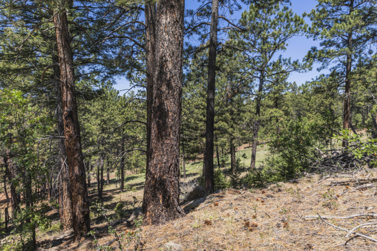 The Ranch at Angel Fire New Mexico Property Fay Ranches