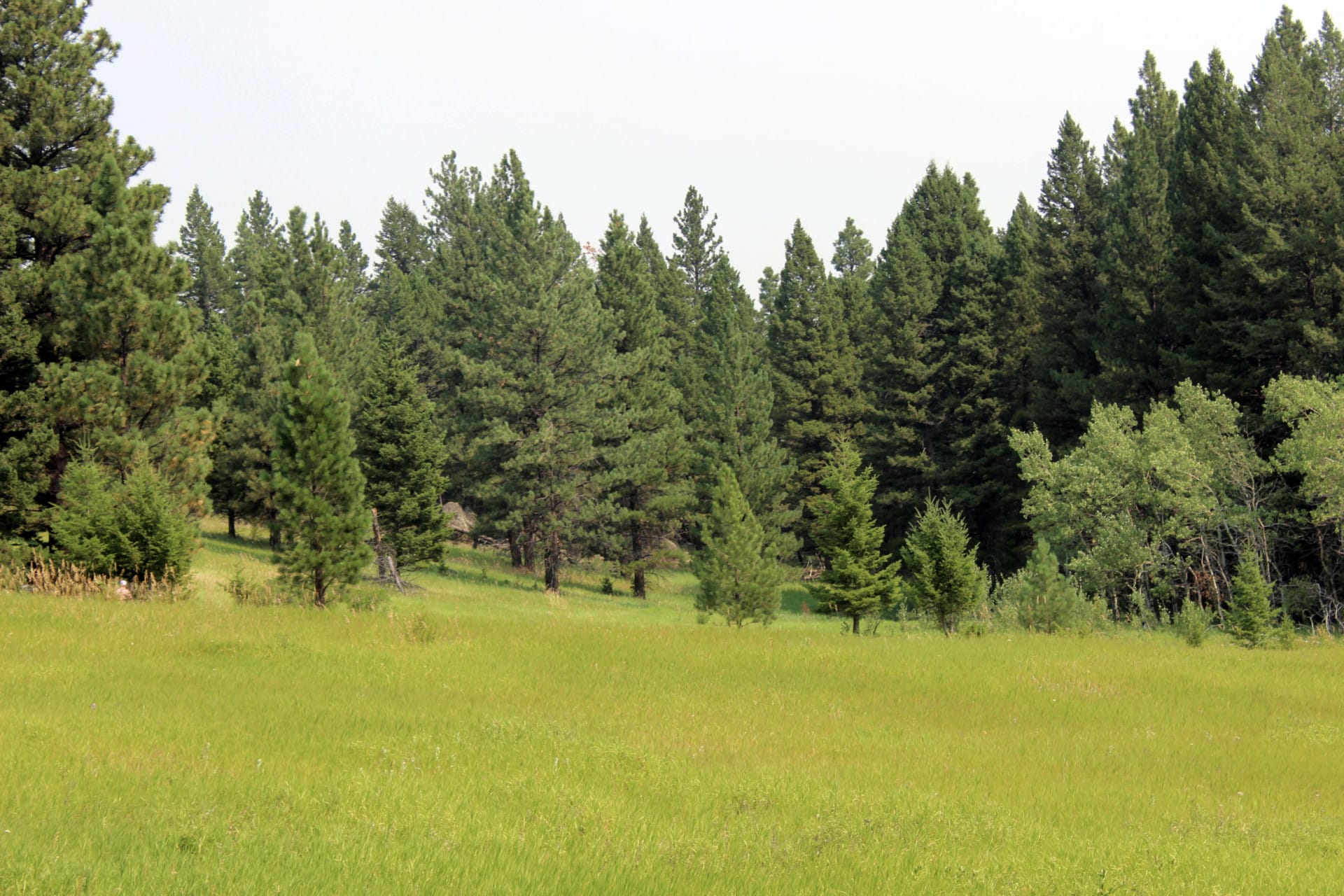 timber property for sale montana colorado gulch retreat