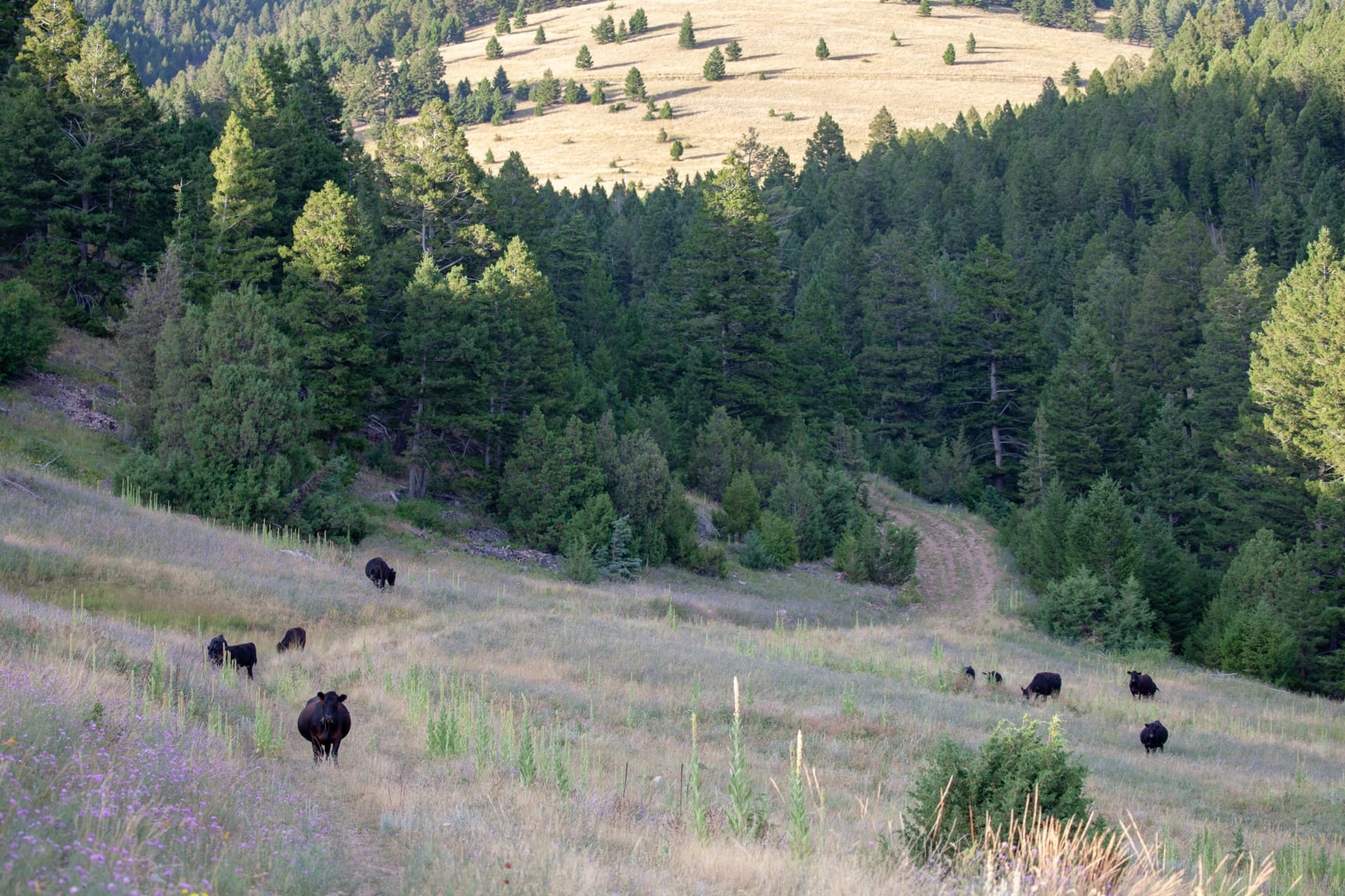cattle pasture montana brock creek ranch