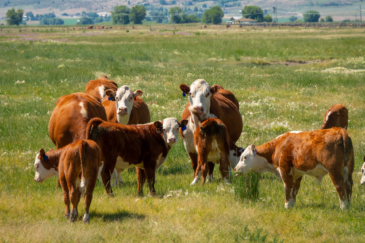 cattle property for sale oregon chandler hereford ranch