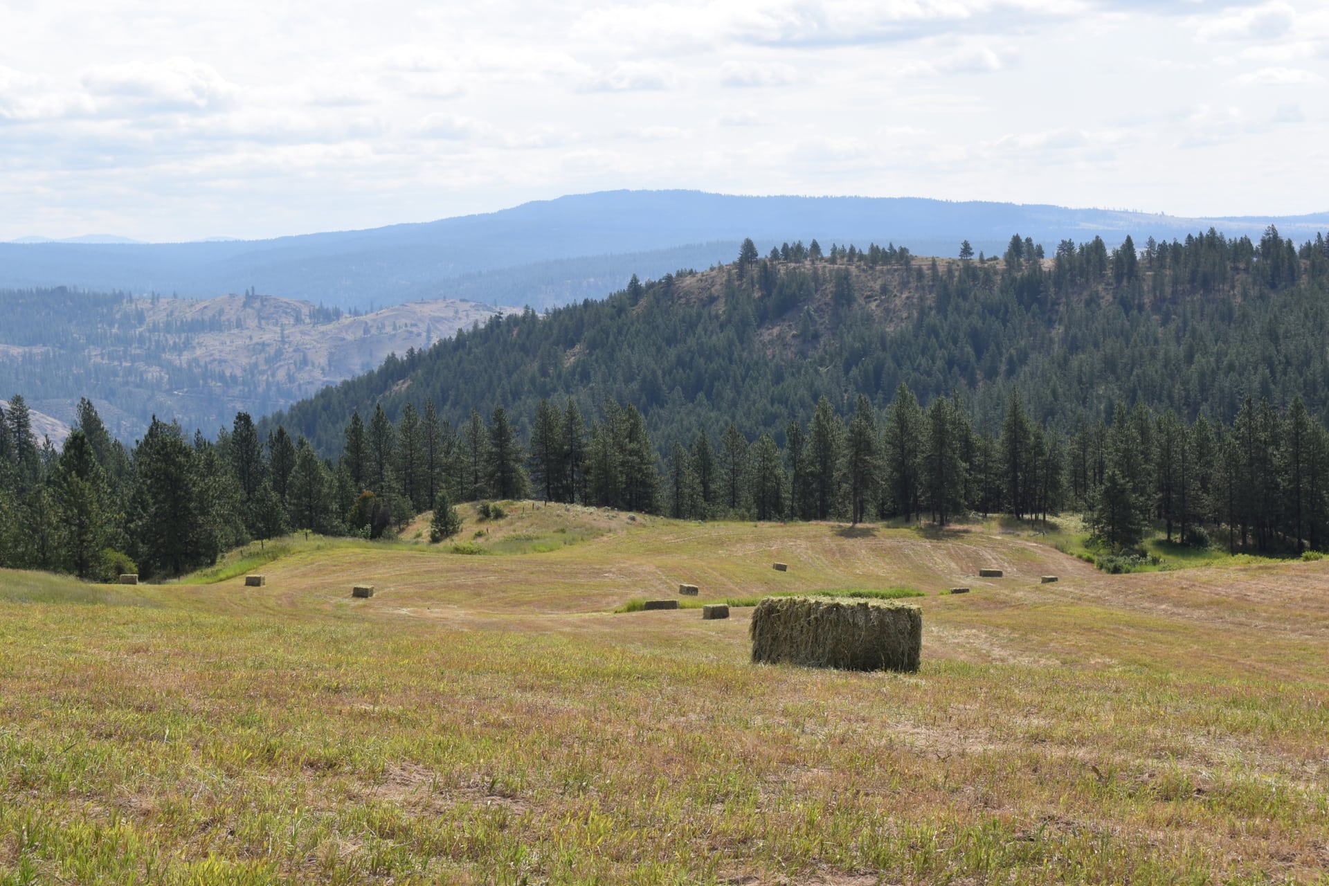 Cattle property for sale washington grandview ranch Fay Ranches