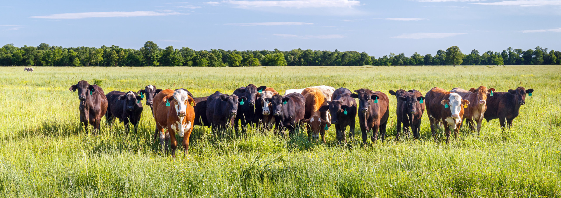 Cattle Ranching Land Properties For Sale Near Me Beef Cattle Dairy Farms