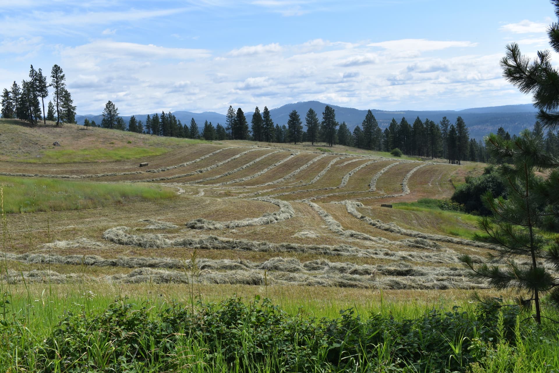 cut hay washington grandview ranch