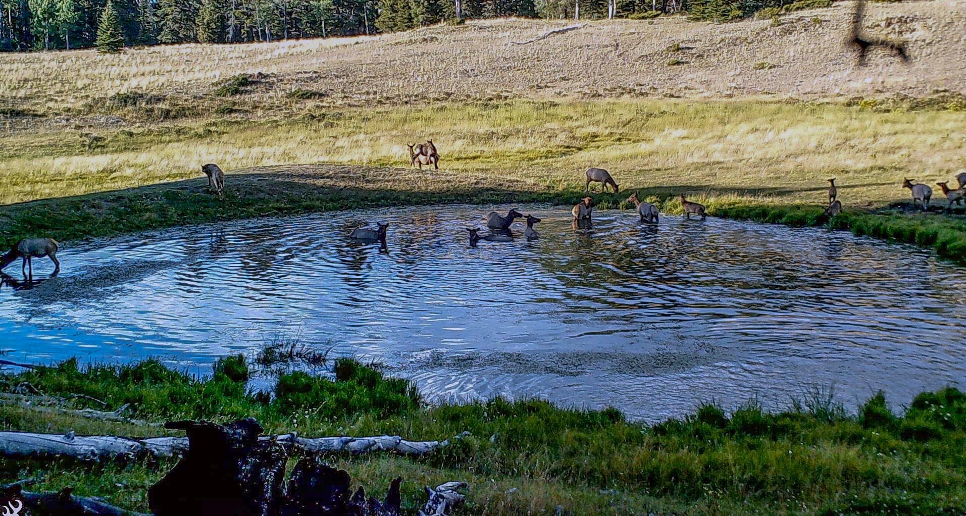 elk hunting New Mexico Upper Montane Ranch