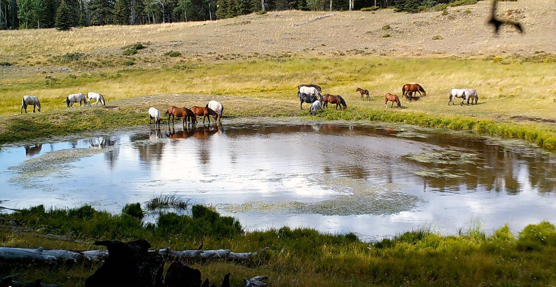 equestrian property for sale wild horses New Mexico Upper Montane Ranch