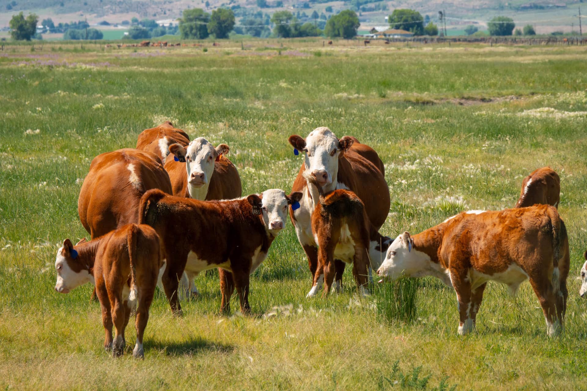 herd of herefords oregon chandler hereford ranch
