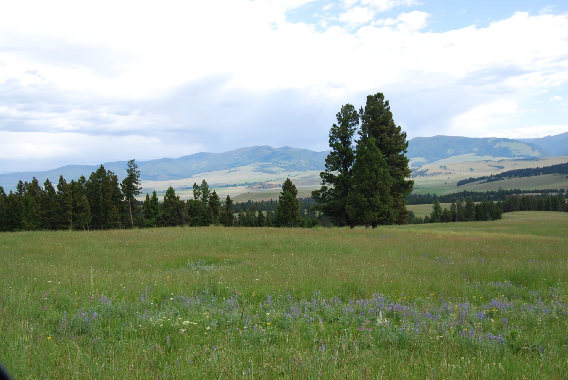 meadow flowers montana little valley ranch