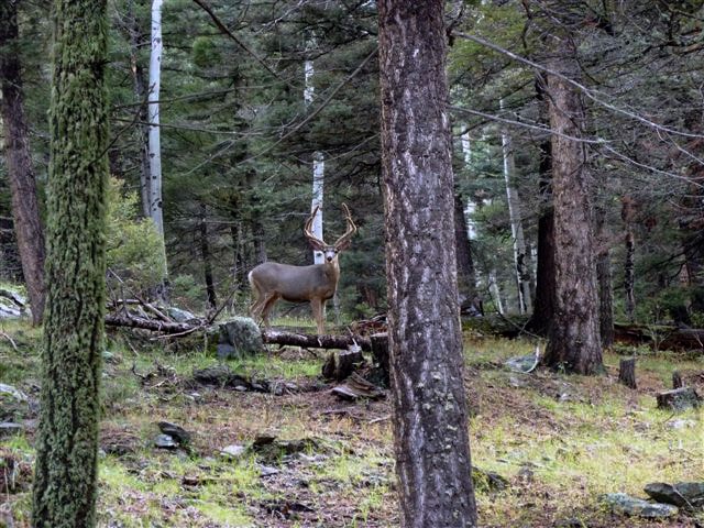 Mule Deer Buck New Mexico Upper Montane Ranch