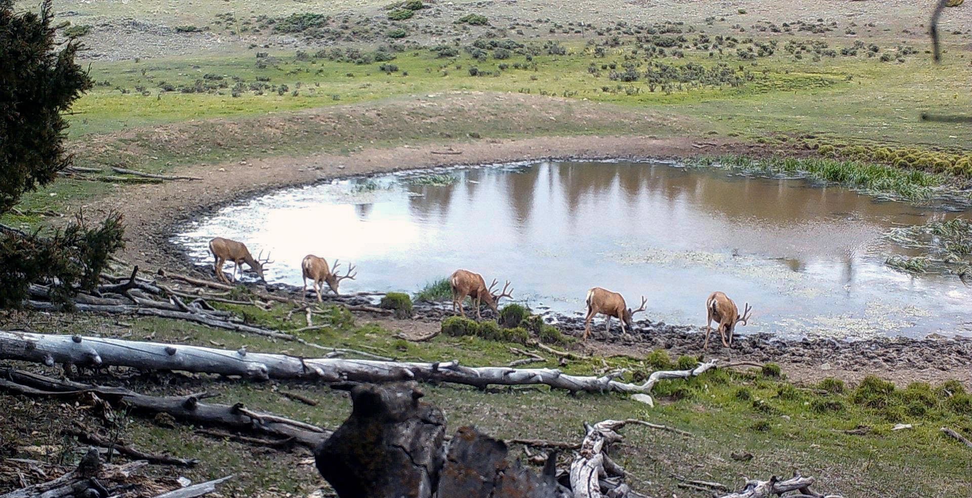 Mule Deer New Mexico Upper Montane Ranch