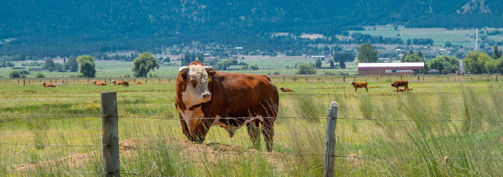 oregon cattle ranch for sale chandler hereford ranch altheader