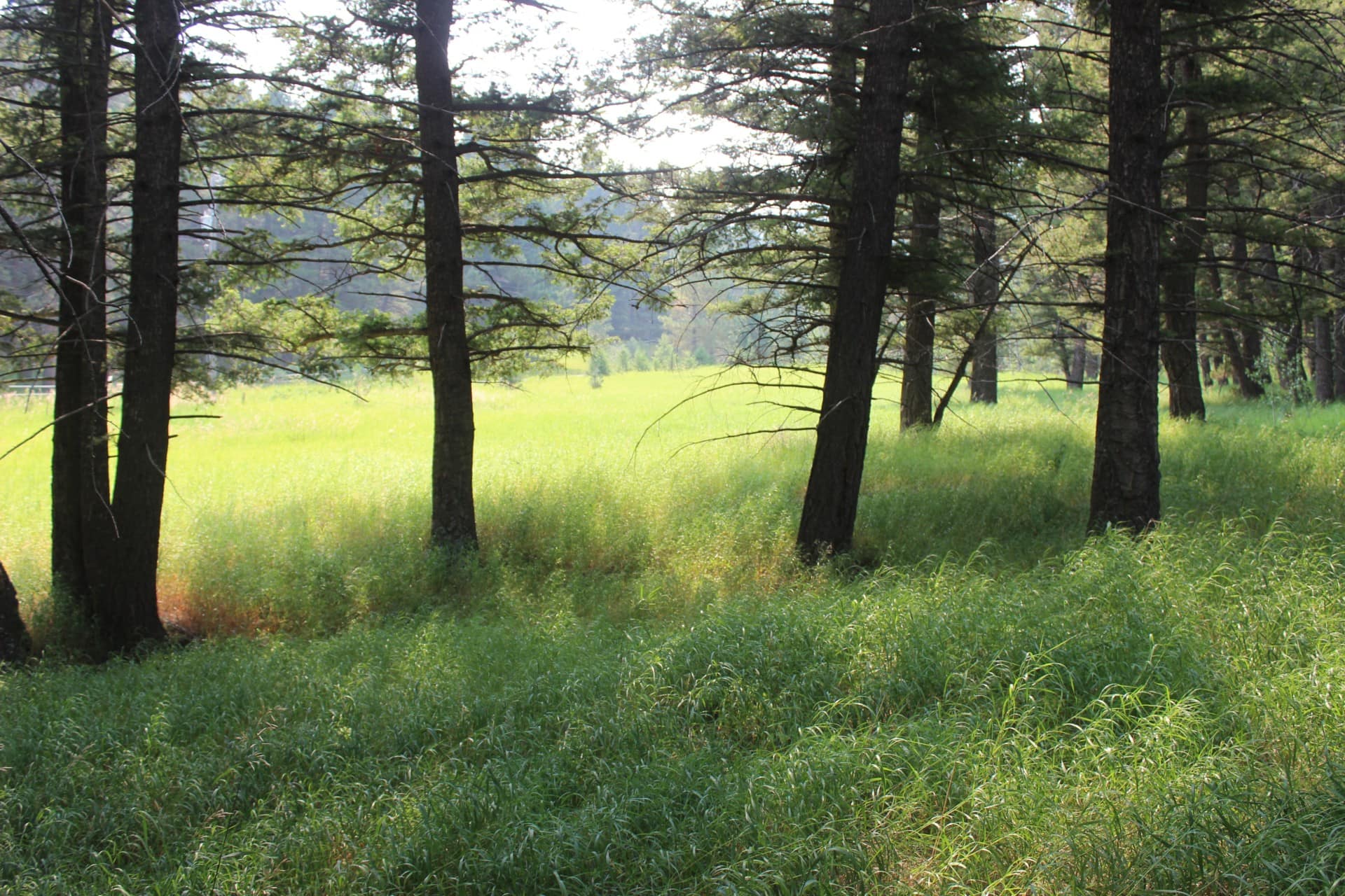 tree lined meadow montana colorado gulch retreat