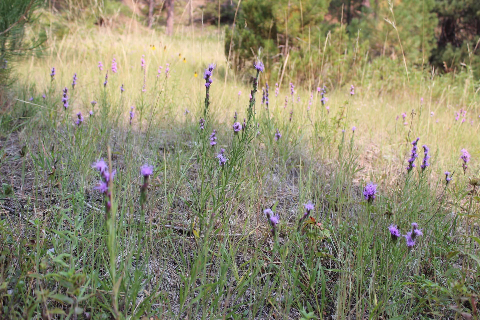 wild flowers montana colorado gulch retreat