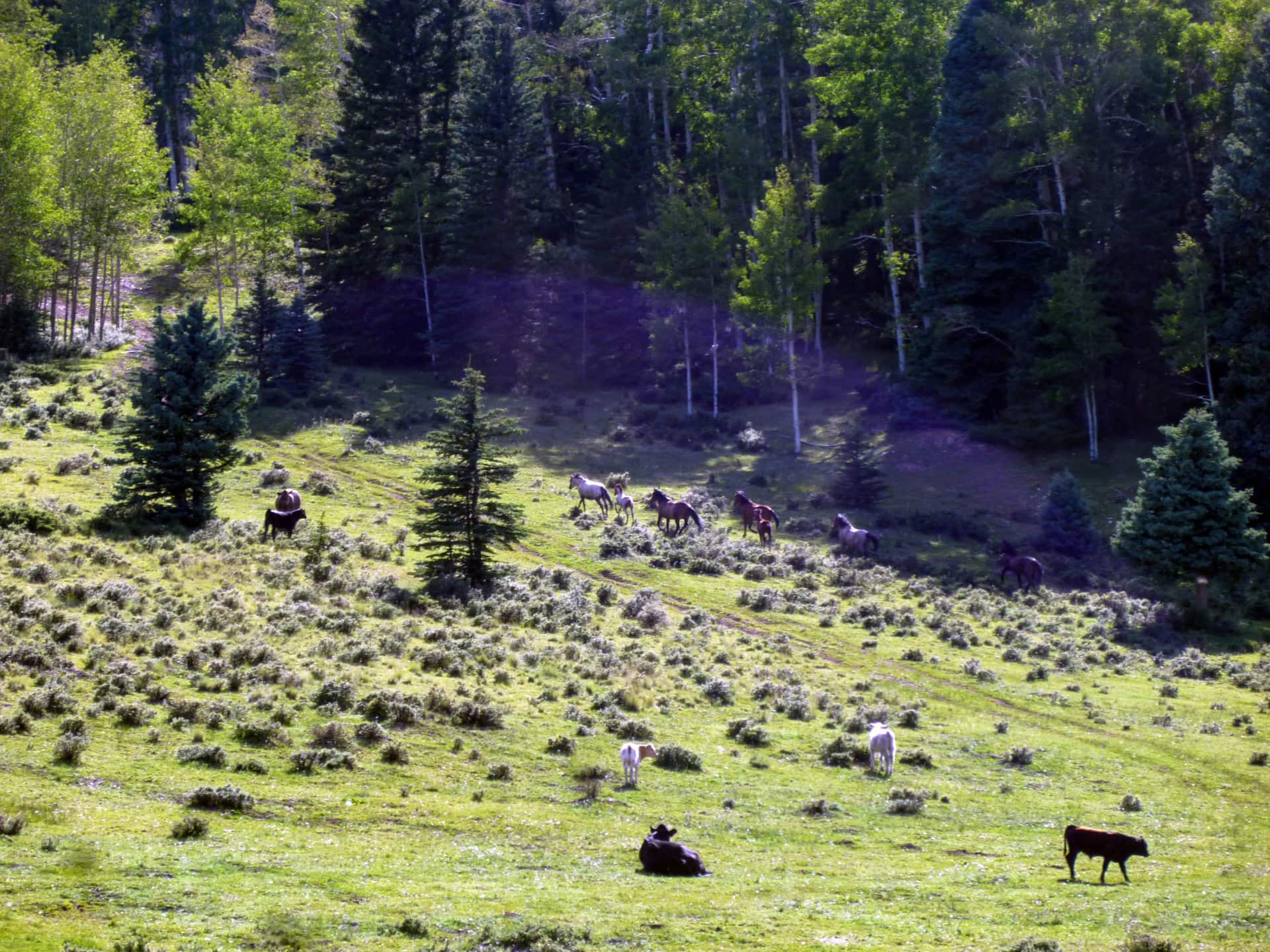 Wild Horse habitat New Mexico Upper Montane Ranch