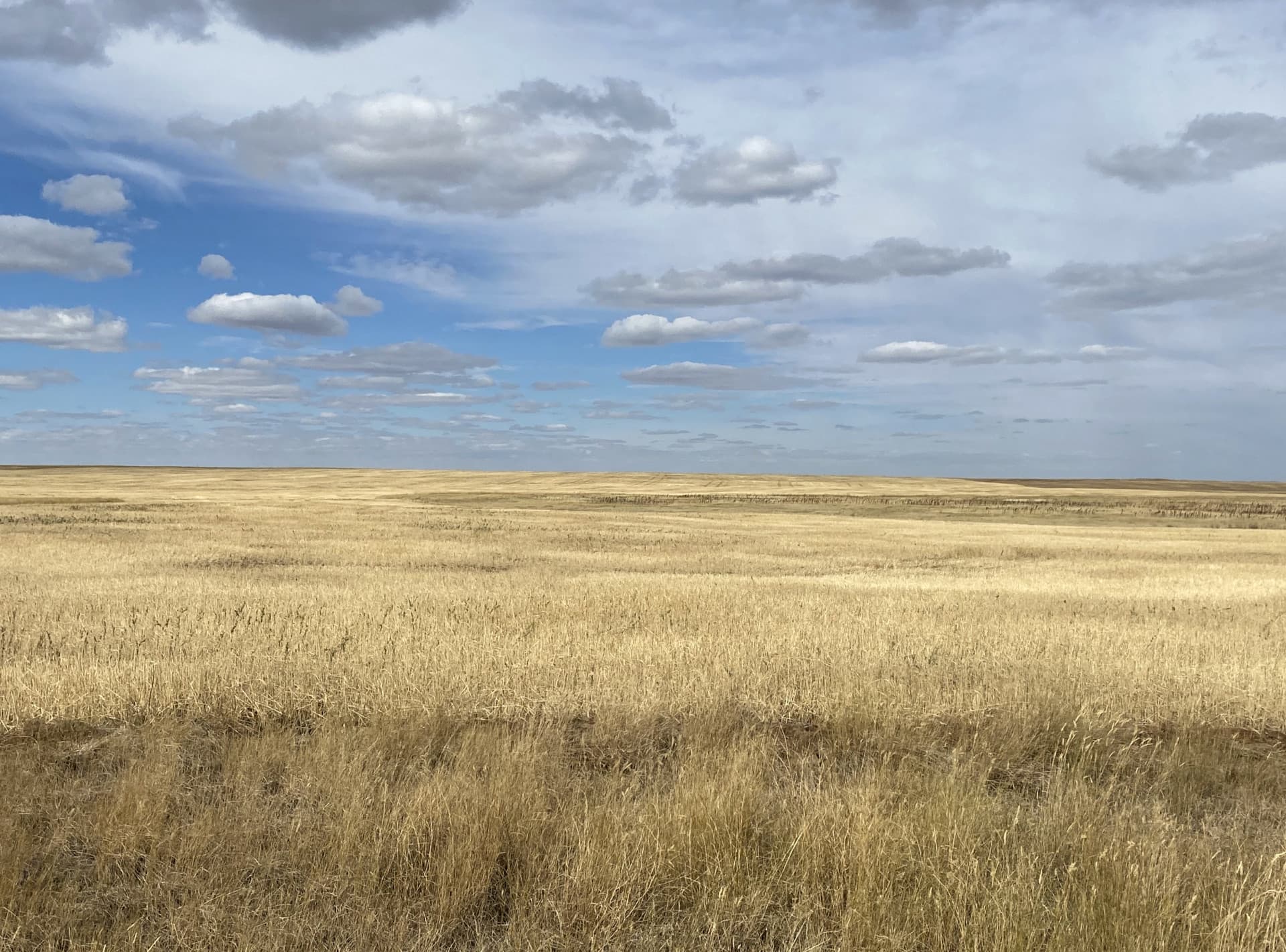 land only property for sale montana high line organic wheat farm