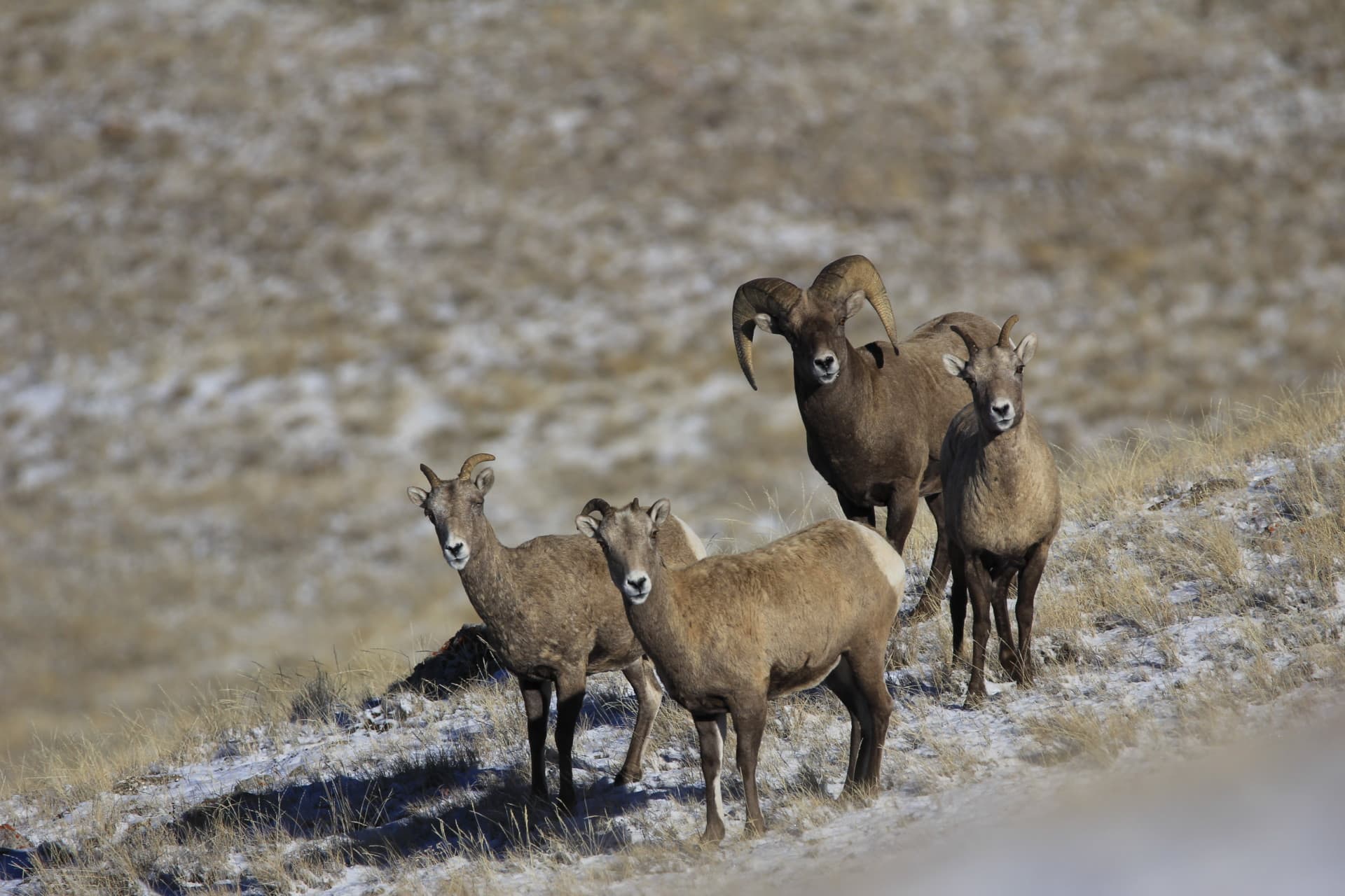 Big Horn Sheep Wyoming Rocking Chair Ranch