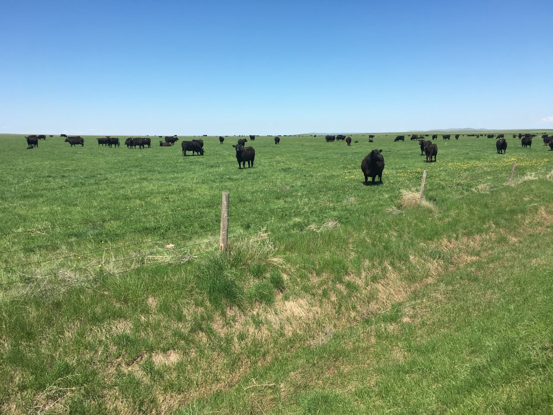 cattle grazing south dakota northern plains grassland cattle ranch