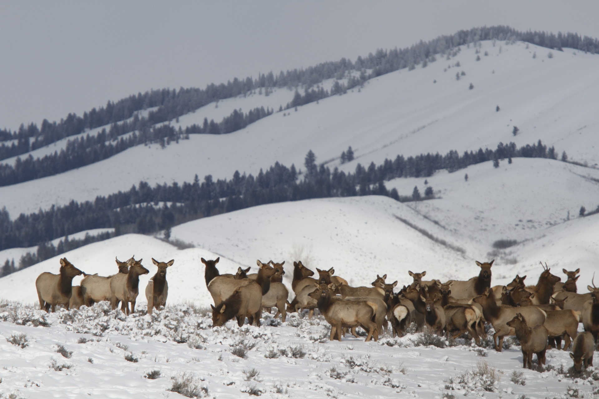 Elk Herd Wyoming Rocking Chair Ranch