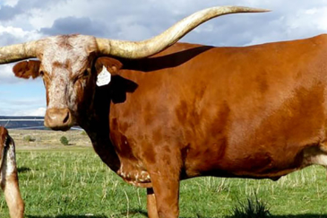 farms land for sale oregon CR Longhorn Ranch