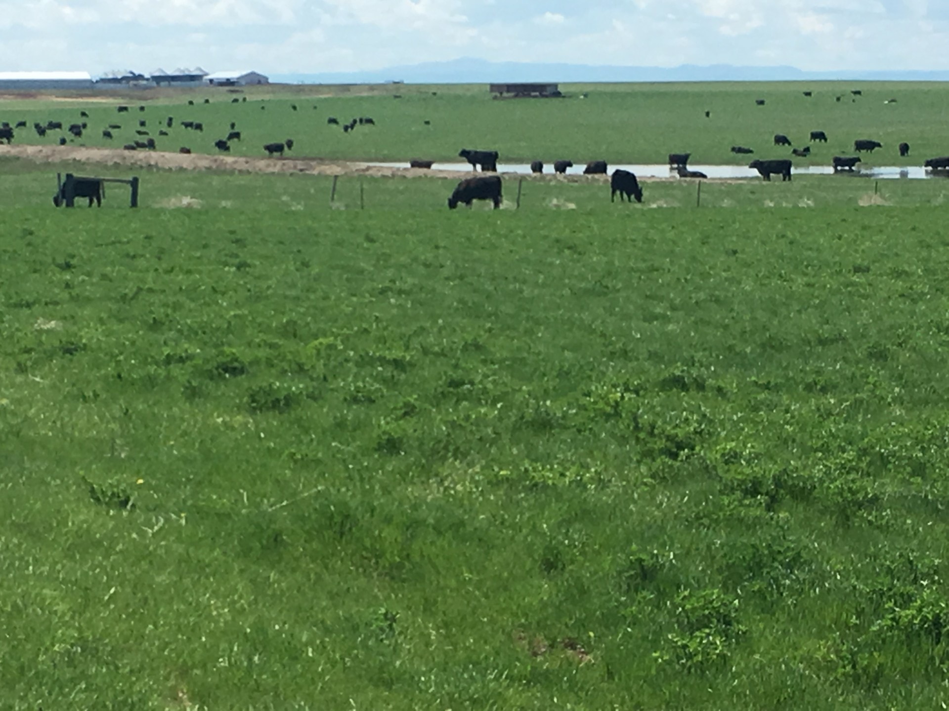 grazing land south dakota northern plains grassland cattle ranch