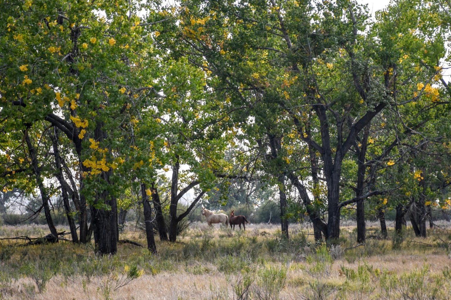 Powder River Valley Homestead Kaycee Wyoming Fay Ranches