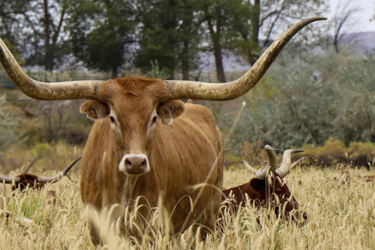 Brackett Ranch Jordan Valley Oregon Fay Ranches