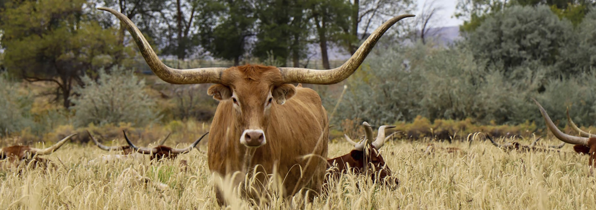 oregon cattle ranch for sale cr longhorn ranch