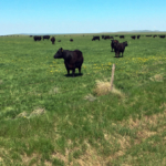 south dakota cattle ranch for sale northern plains grassland and cattle ranch