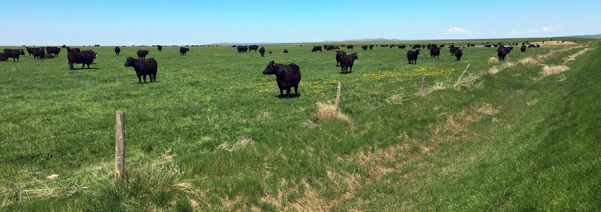south dakota cattle ranch for sale northern plains grassland and cattle ranch