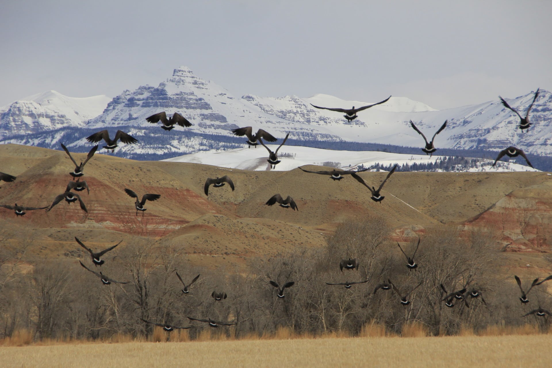 Waterfowl Hunting Wyoming Rocking Chair Ranch