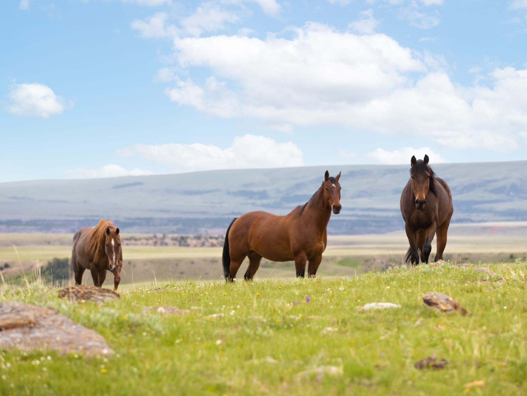 horses equestrian montana Pryor Mountains Outlaw Ranch