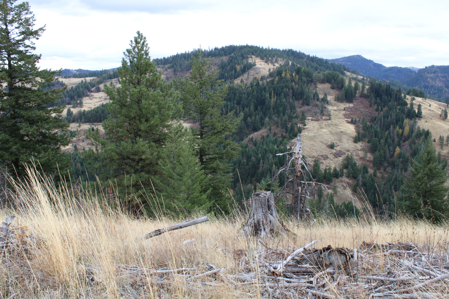 Blue Mountains Washington Timber Properties Fay Ranches