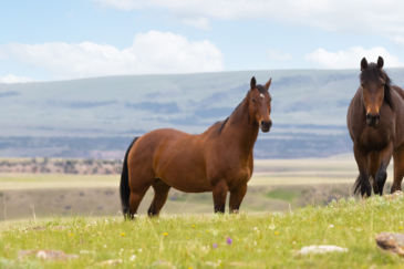 montana ranch for sale pryor mountains outlaw ranch