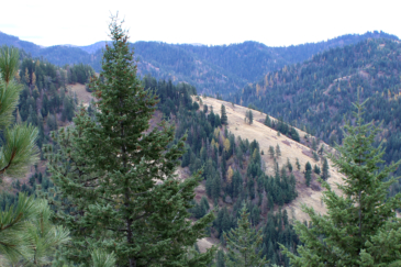 washington timber tracts for sale blue mountains