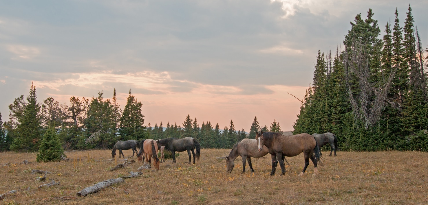 wild horses montana pryor mountains outlaw ranch