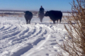 jack bentz eastern oregon ranch sales agent cows in snow