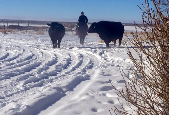 jack bentz eastern oregon ranch sales agent cows in snow