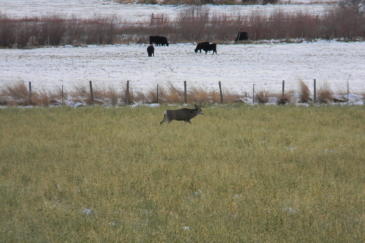 Mule Deer Buck Oregon Hunting Property