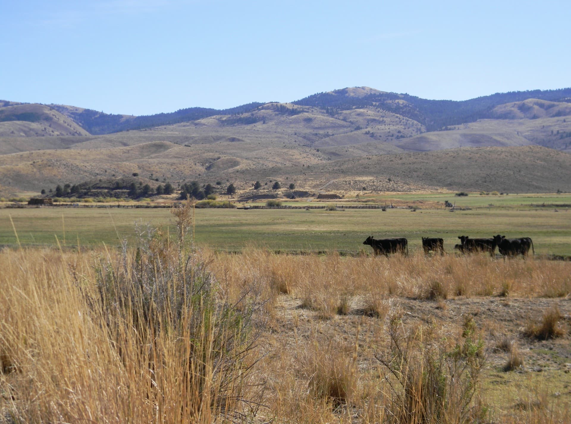 Timbered Drainage Oregon Ranch