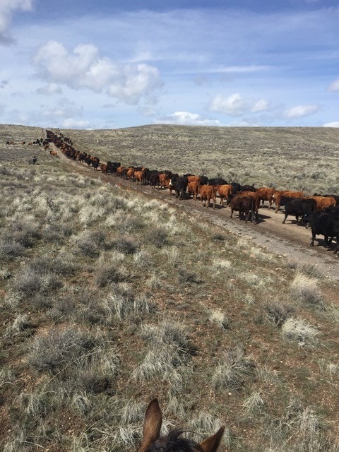 cow trail oregon brackett ranch