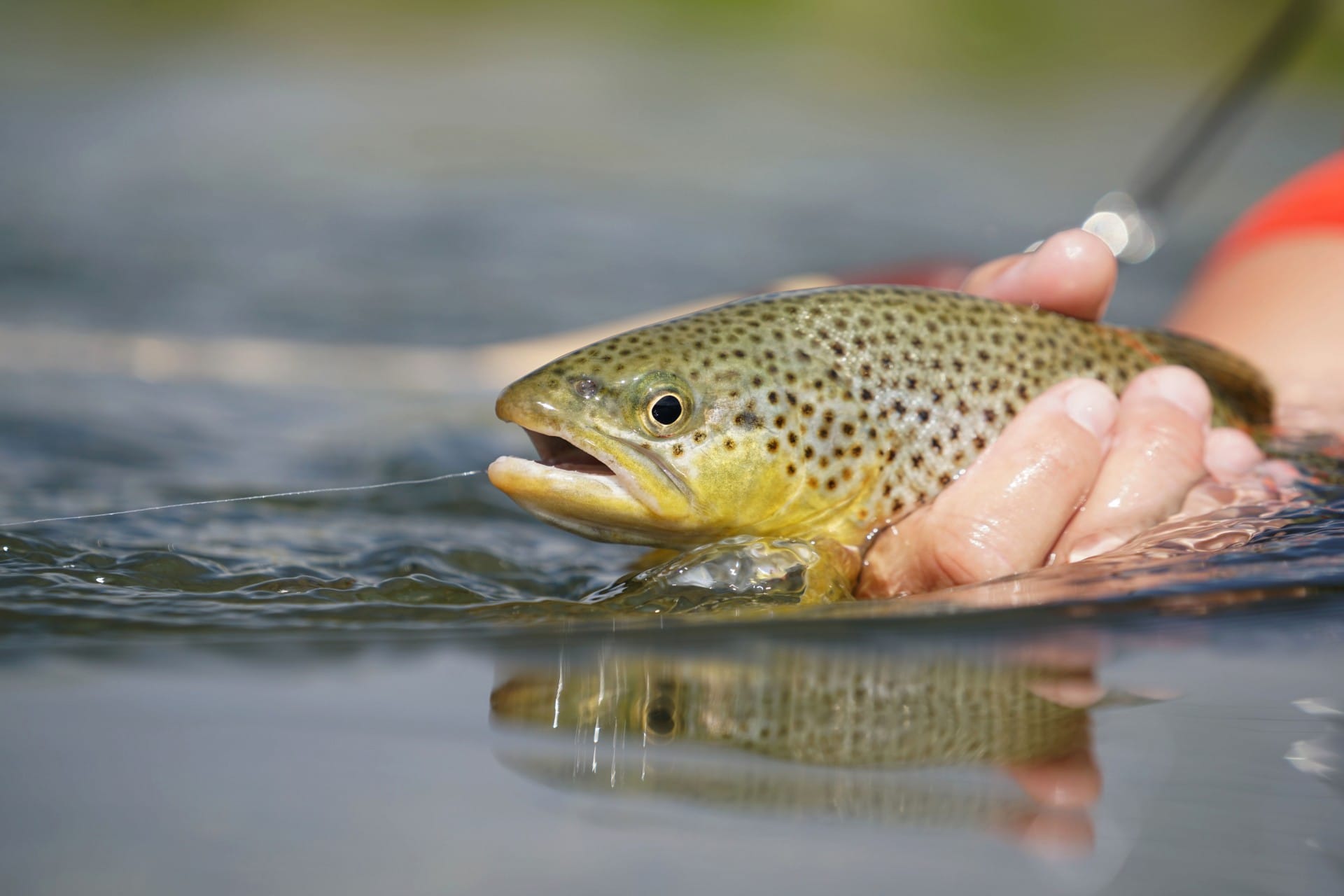 fresh water trout washington mcloughlin falls retreat