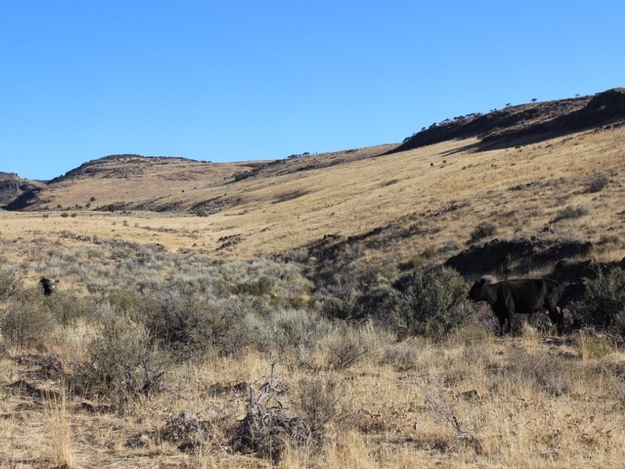 grazing land with cows oregon brackett ranch