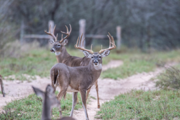 RR Three Deer Arrowhead Ranch Texas